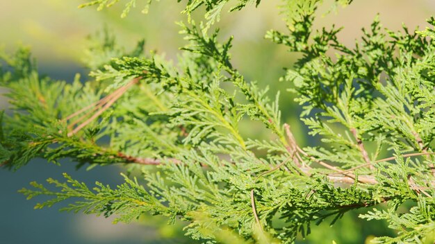 Foto la rama verde de la thuja se balancea las hermosas hojas verdes de la thuja occidentalis