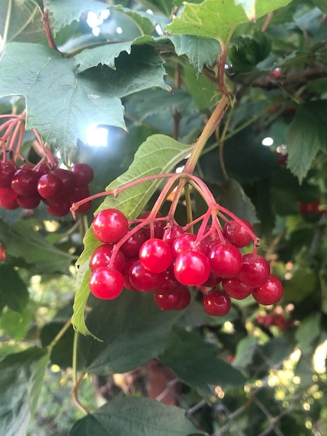 Rama de viburnum con bayas