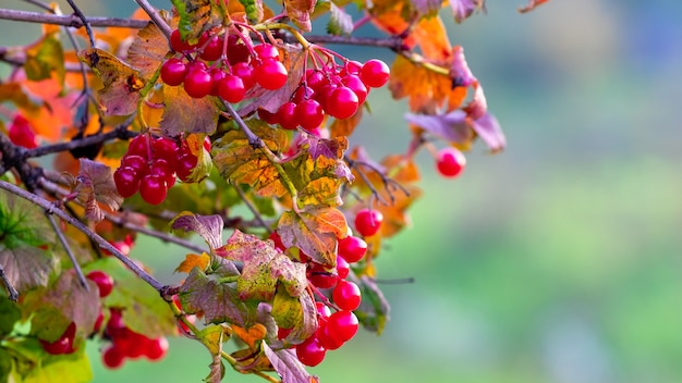 Rama de viburnum con frutos rojos sobre un fondo otoñal borroso