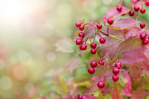 Rama con viburnum de frutos rojos sobre fondo de otoño.