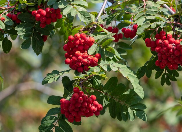 Rama de viburnum rojo en el jardín.