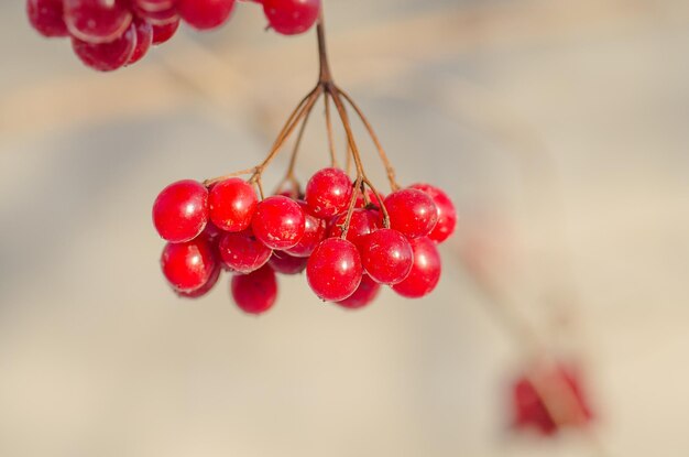 Rama de viburnum rojo en el jardín.