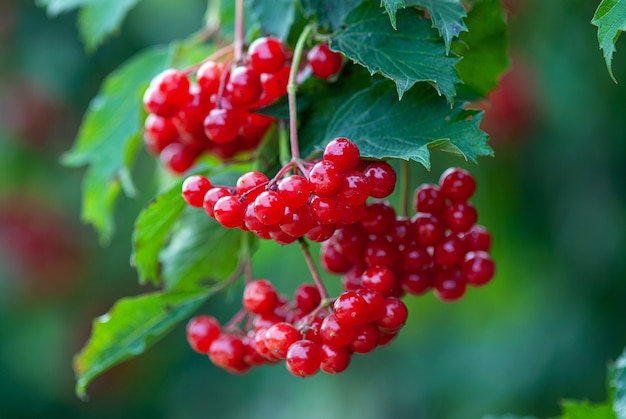 Rama de viburnum rojo o rosa guelder con bayas maduras en bush (Viburnum opulus)