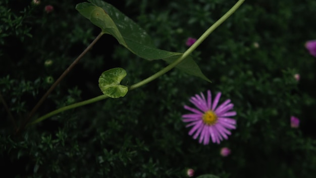 Rama de vid en el fondo de una flor