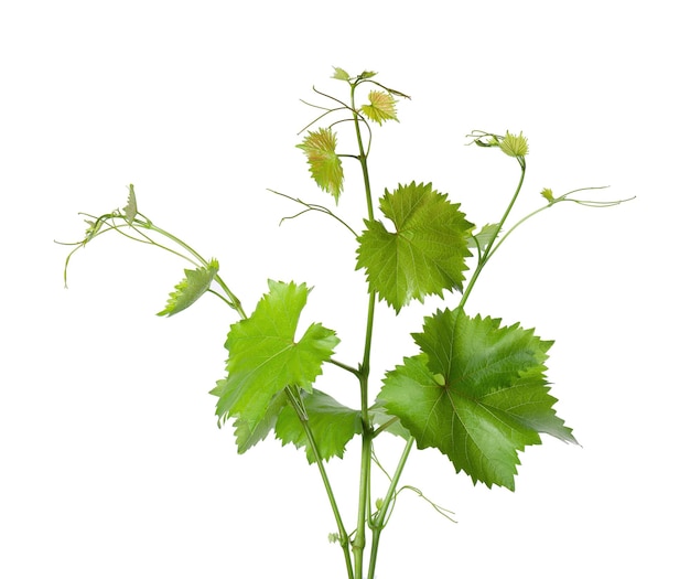 Rama de vid de hojas de uva con zarcillos aislados en el camino de recorte de fondo blanco Rama verde de la vid de uva