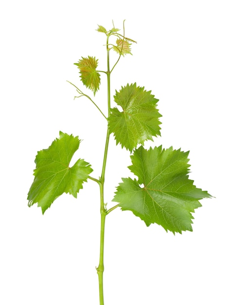 Rama de vid de hojas de uva con zarcillos aislados en el camino de recorte de fondo blanco Rama verde de la vid de uva