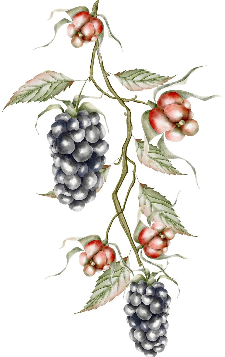 Foto rama vintage con frutos de moras inmaduras y maduras ilustración acuarela