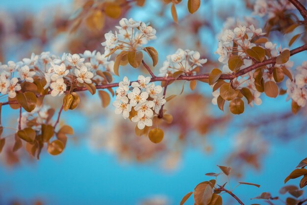 Rama vintage de una pera floreciente contra un cielo azul Fondo de naturaleza de primavera