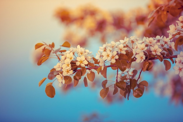 Rama vintage de una pera floreciente contra un cielo azul Fondo de naturaleza de primavera