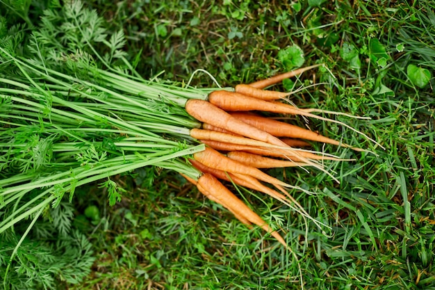 Rama de vista superior de zanahorias orgánicas crudas en pasto