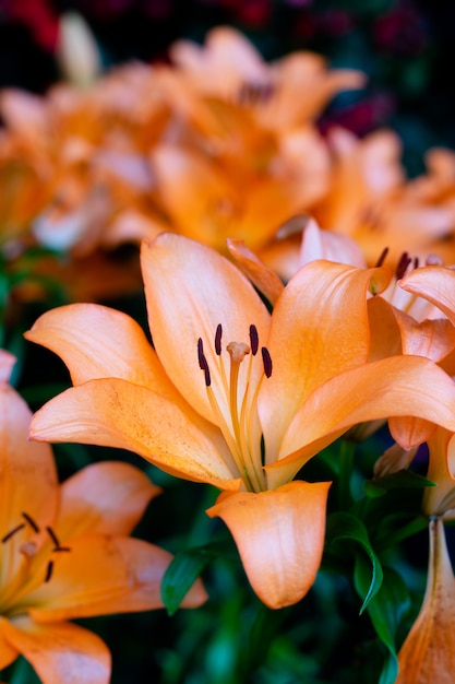 Ramalhete das flores dos lírios no jardim. Flores da primavera