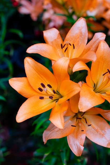 Ramalhete das flores dos lírios no jardim. flores da primavera