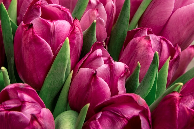 Ramalhete de tulipas cor-de-rosa / fundo do dia de Páscoa. Fundo de tulipas, banner web