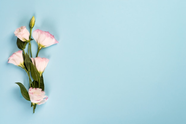 Ramalhete que floresce o eustoma cor-de-rosa no fundo azul, configuração lisa. Dia dos namorados, aniversário, mãe ou cartão de felicitações de casamento