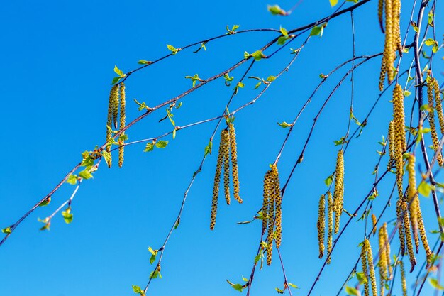 Ramas de abedul con aretes en el fondo del cielo azul