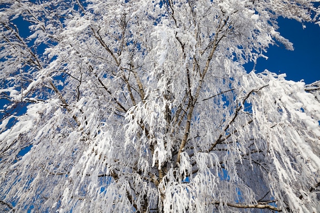 Ramas de abedul cubiertas de copos blancos de nieve