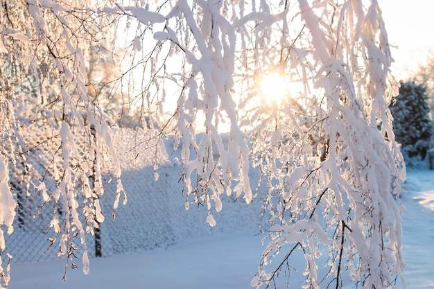 Ramas de abedul cubiertas de nieve en un día soleado helado rayos de sol a través de un ventisquero