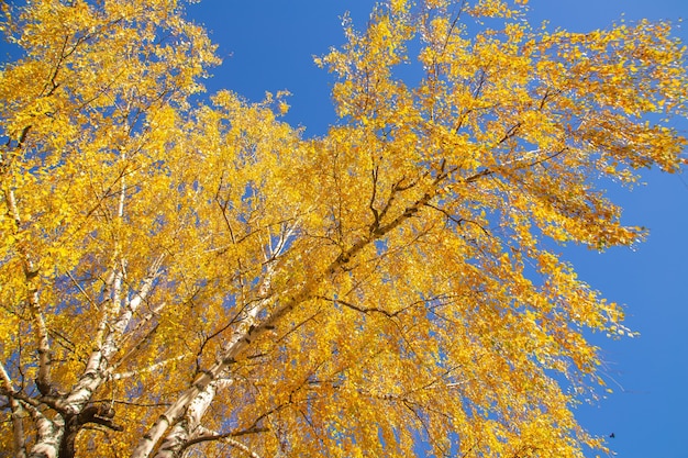 Ramas de abedul con hojas de otoño amarillas sobre un fondo de cielo azul