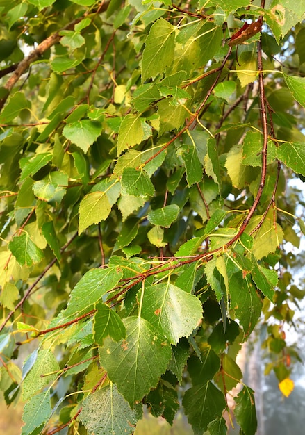 Ramas de abedul. Hojas verdes en la textura de las ramas colgantes para el fondo