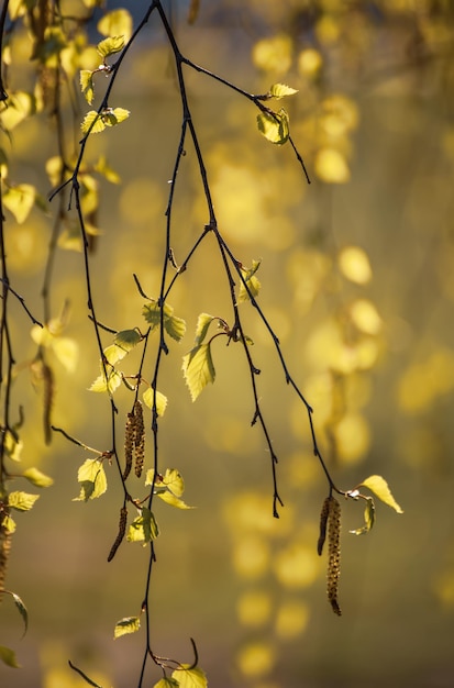 ramas de abedul de primavera