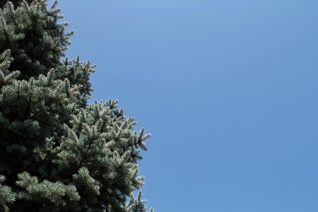 Ramas de abeto azul fresco sobre fondo de cielo azul. Composición picea pungens paisajismo en japonés