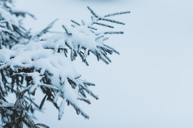 Ramas de abeto en el bosque cubierto de nieve blanca en la temporada de invierno