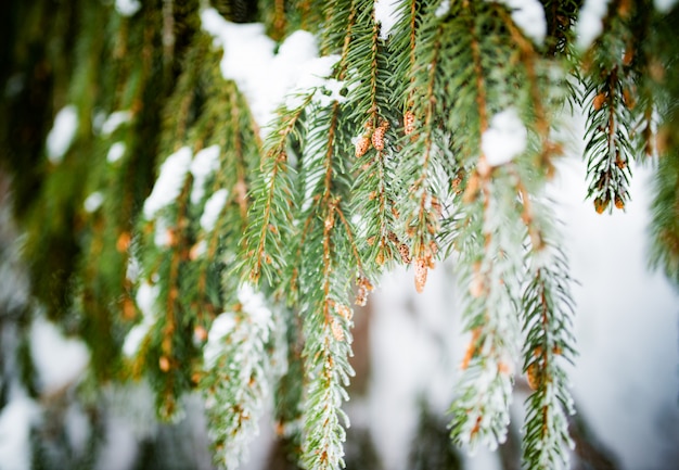 Ramas de abeto congeladas cubiertas de una capa de nieve.