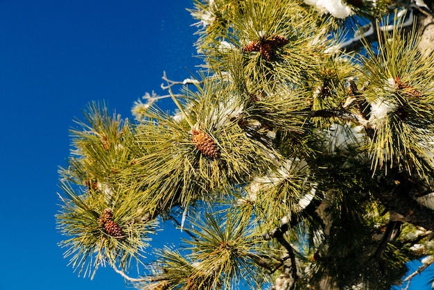 Ramas de abeto con conos en el cielo azul de nieve