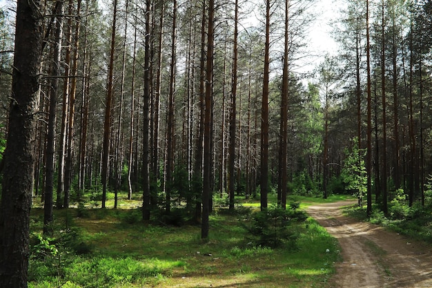 Ramas de abeto con conos Pinery Árboles en el bosque Resplandor del sol