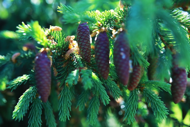 Ramas de abeto con conos Pinery Árboles en el bosque Resplandor del sol