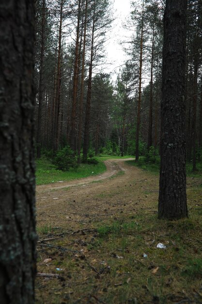 Ramas de abeto con conos Pinery Árboles en el bosque Resplandor del sol