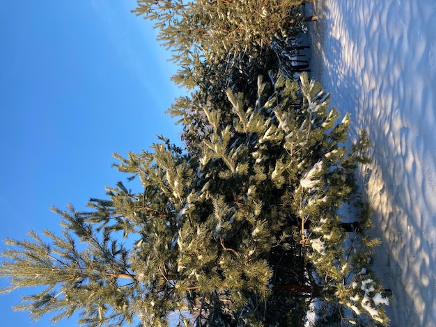 ramas de abeto cubiertas de escarcha y nieve