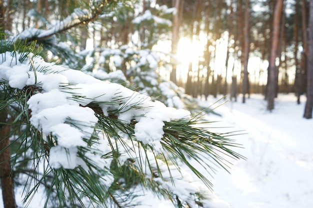 Ramas de abeto cubiertas de nieve, bosque de invierno. De cerca.