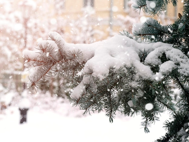 Ramas de abeto cubiertas de nieve closeupUna luz fabulosa y una imagen colorida Está nevando