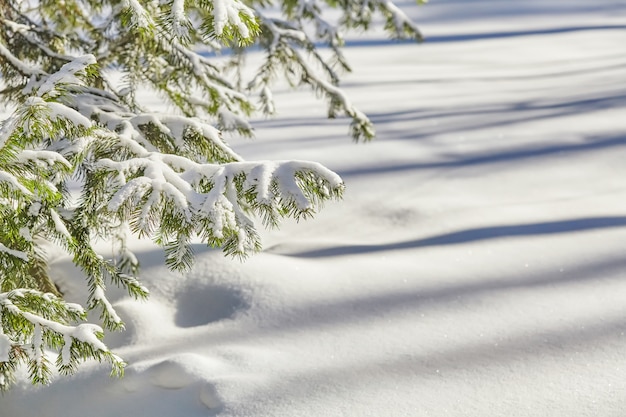 Ramas de abeto cubiertas de nieve fresca, superficie de invierno