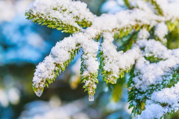 Ramas de abeto cubiertas de nieve fresca