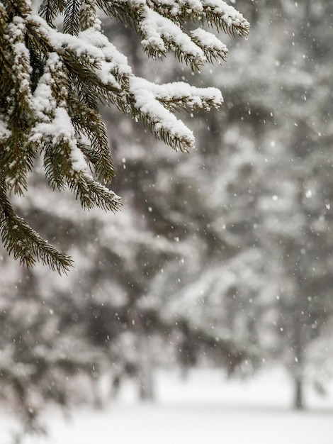 Ramas de abeto cubiertas de nieve en el parque de la ciudad