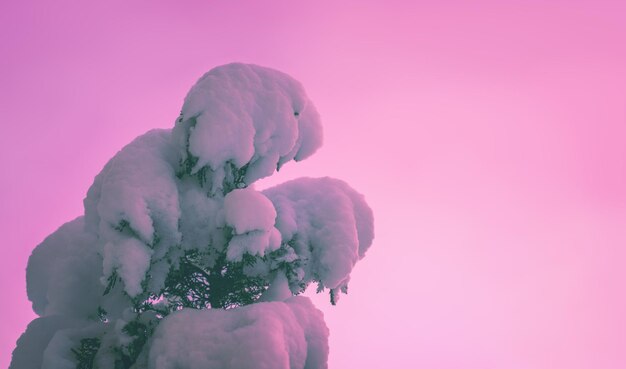 Ramas de abeto cubiertas de nieve sobre fondo rosa Tarjeta de Navidad