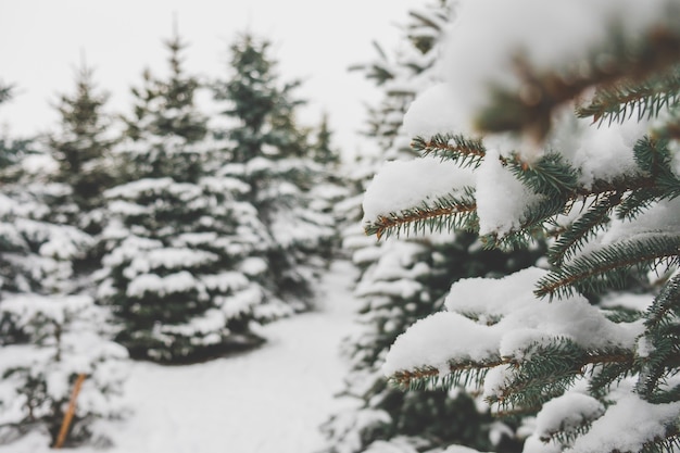 Ramas de abeto cubiertas de nieve