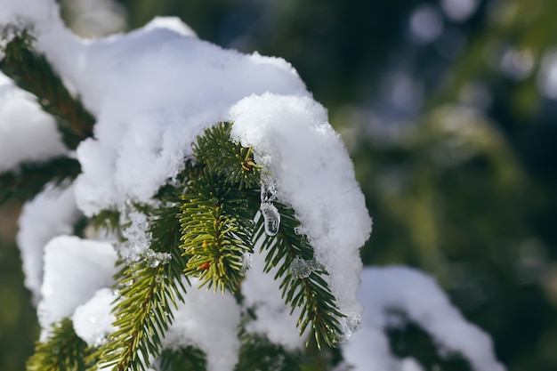 Ramas de abeto cubierto de nieve al aire libre. Detalles de la naturaleza de invierno.