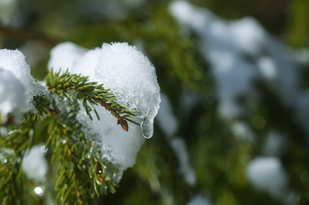 Ramas de abeto cubierto de nieve al aire libre. Detalles de la naturaleza de invierno.