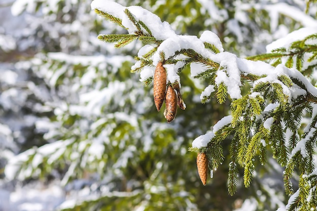 Ramas de abeto cubierto de nieve con conos. Detalles de la naturaleza de invierno.