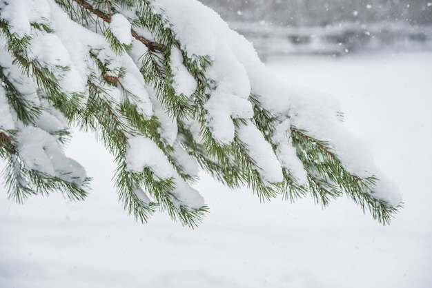 Ramas de un abeto de Navidad en la nieve en el bosque de invierno