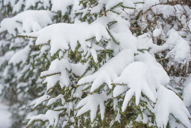 Ramas de un abeto en la nieve en el bosque de invierno