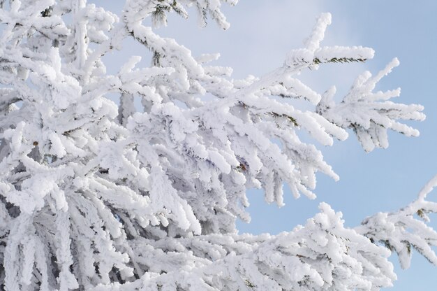 Ramas de abeto en la nieve contra el cielo azul