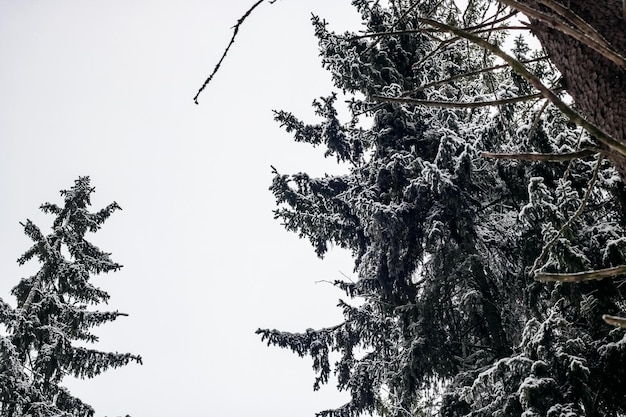 Ramas de abeto con nieve contra el cielo