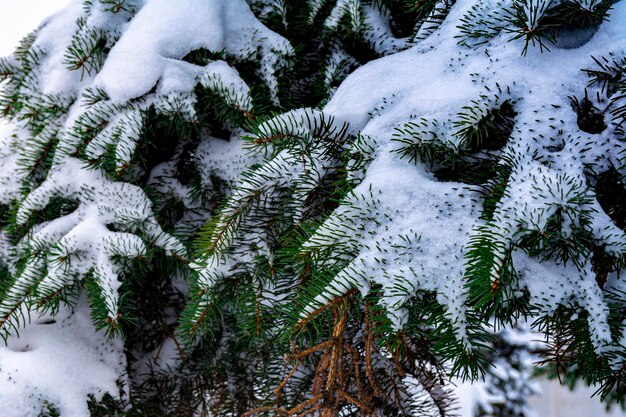 Ramas de abeto en la nieve en un helado día de invierno. Agujas verdes de un árbol conífero cubierto de nieve. Abeto de cerca