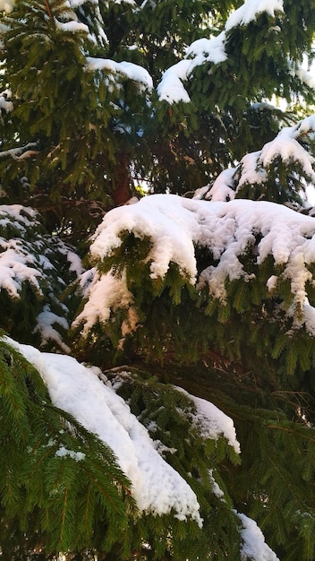 Ramas de abeto en la nieve en invierno