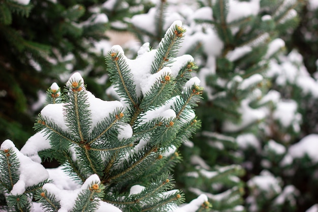 Ramas de abeto bajo la nieve. Árbol de navidad bajo la nieve, invierno natural