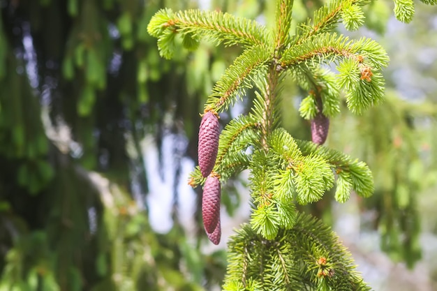 Ramas de abeto en el parque de verano